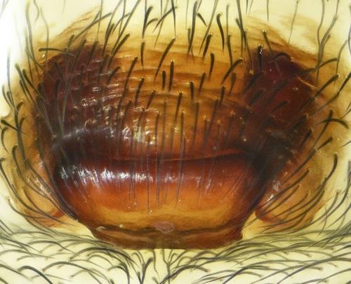 Réf. 218 740 : Amaurobius erberi